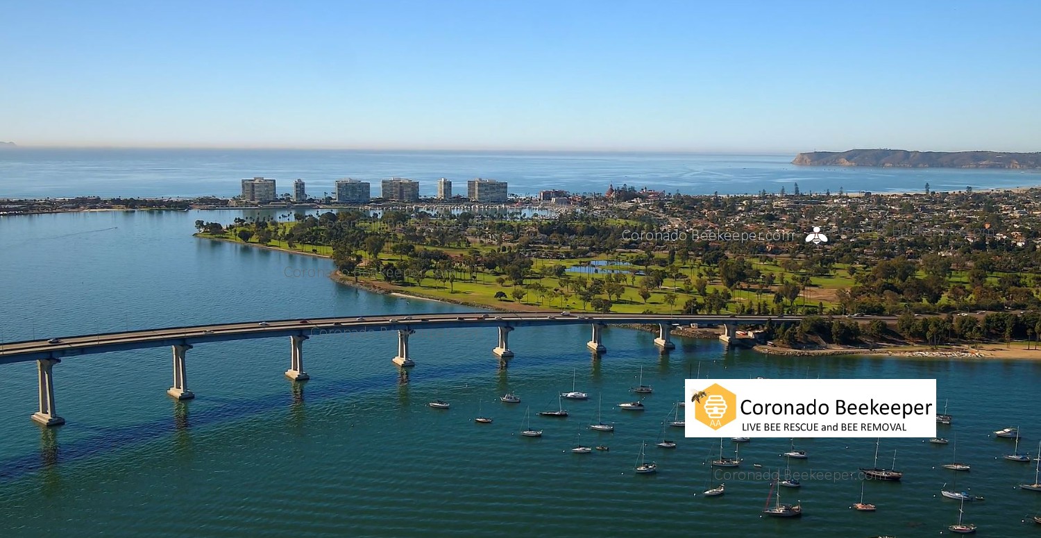 Coronado Bee Removal