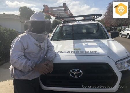 Coronado Bee Removal