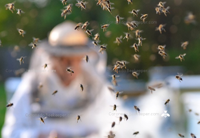 Bee Removal Coronado