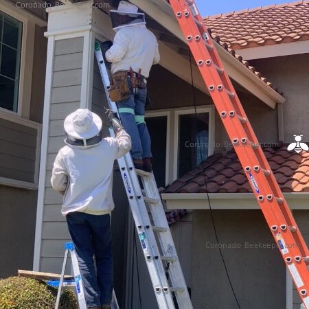 Coronado Beekeeper Residential Bee Removal